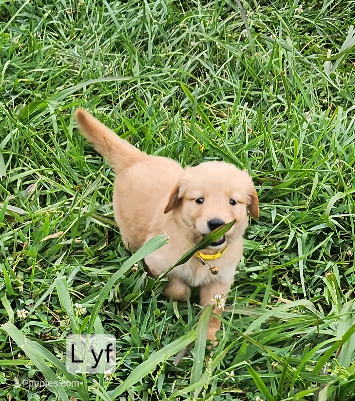 L yellow collar – Golden Retriever puppy for sale in Blairsville, GA