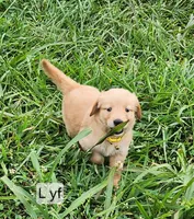 L yellow collar, a female Golden Retriever for sale in Blairsville, GA – 1 of 7