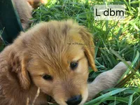 L Royal Blue Collar, a male Golden Retriever for sale in Blairsville, GA – 3 of 7