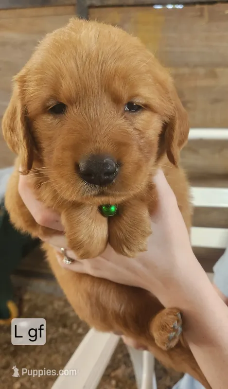 L Green Collar F – Golden Retriever puppy for sale in Blairsville, GA