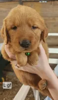 L Green Collar F, a female Golden Retriever for sale in Blairsville, GA – 1 of 1