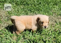 Yellow Collar, a male Golden Retriever for sale in Blairsville, GA – 2 of 4