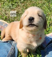 Orange Collar, a male Golden Retriever for sale in Blairsville, GA – 4 of 6