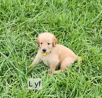 L yellow collar, a female Golden Retriever for sale in Blairsville, GA – 2 of 7