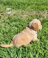 Purple Collar, a male Golden Retriever for sale in Blairsville, GA – 3 of 5