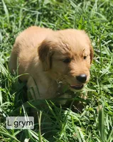 L Grey male, a male Golden Retriever for sale in Blairsville, GA – 7 of 8