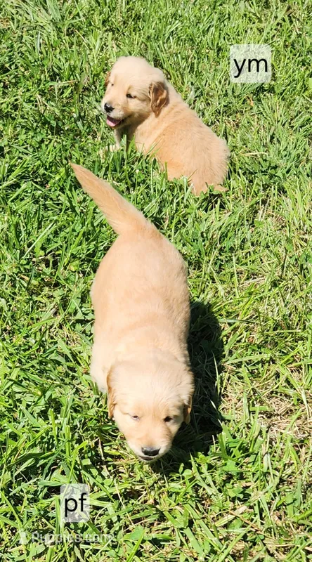 Orange Collar – Golden Retriever puppy for sale in Blairsville, GA