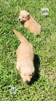 Orange Collar, a male Golden Retriever for sale in Blairsville, GA – 1 of 6