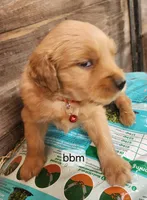 Red Collar (BB) Runt, a male Golden Retriever for sale in Blairsville, GA – 2 of 5