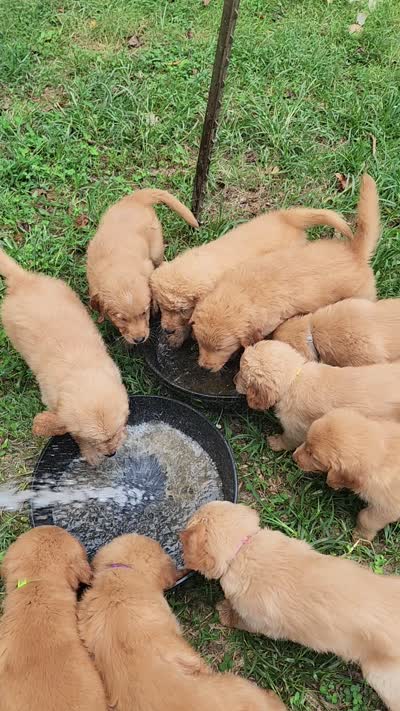 L Royal Blue Collar, a male Golden Retriever for sale in Blairsville, GA – 6 of 7