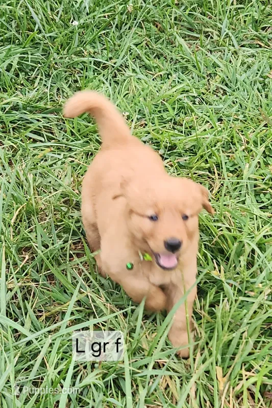 L Green Collar F – Golden Retriever puppy for sale in Blairsville, GA