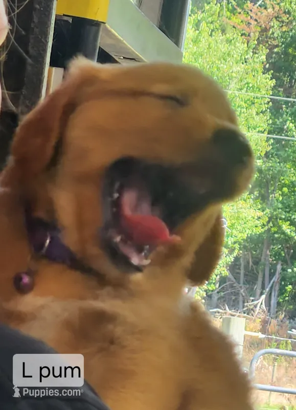 L Purple Male – Golden Retriever puppy for sale in Blairsville, GA