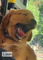 L Purple Male, a male Golden Retriever for sale in Blairsville, GA – 1 of 4