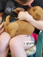 Lily Grey male, a male Golden Retriever for sale in Blairsville, GA – 3 of 5