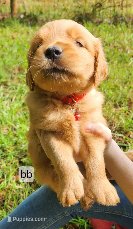 Red Collar (BB) Runt – Golden Retriever puppy for sale in Blairsville, GA