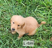 L Blue collar male, a male Golden Retriever for sale in Blairsville, GA – 2 of 9