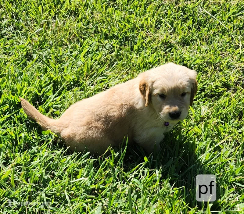 Purple Collar – Golden Retriever puppy for sale in Blairsville, GA
