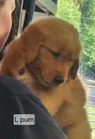 L Purple Male, a male Golden Retriever for sale in Blairsville, GA – 2 of 4