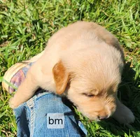 Royal Blue Collar, a male Golden Retriever for sale in Blairsville, GA – 2 of 5