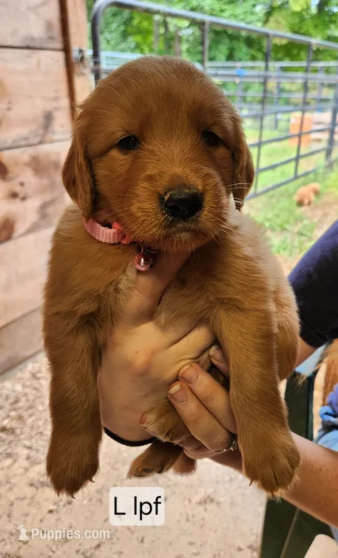 L light pink collar – Golden Retriever puppy for sale in Blairsville, GA