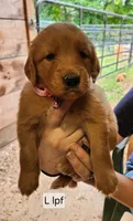 L light pink collar, a female Golden Retriever for sale in Blairsville, GA – 1 of 1
