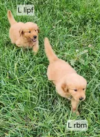 L light pink collar, a female Golden Retriever for sale in Blairsville, GA – 4 of 9