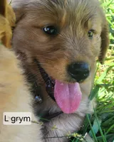 L Grey male, a male Golden Retriever for sale in Blairsville, GA – 1 of 8