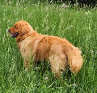 Red Collar (BB) Runt, a male Golden Retriever for sale in Blairsville, GA – 4 of 5