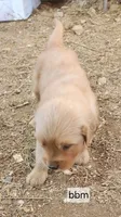 Green Collar, a male Golden Retriever for sale in Blairsville, GA – 2 of 4