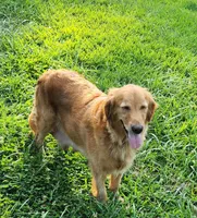 L dark pink collar, a female Golden Retriever for sale in Blairsville, GA – 2 of 3