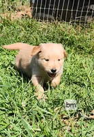 Royal Blue Collar, a male Golden Retriever for sale in Blairsville, GA – 5 of 5