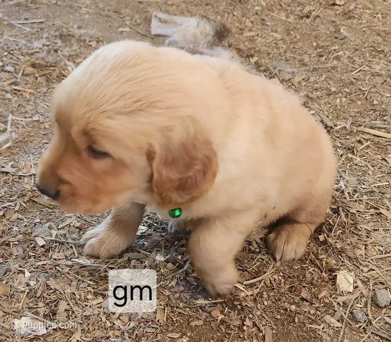 Green Collar – Golden Retriever puppy for sale in Blairsville, GA