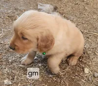 Green Collar, a male Golden Retriever for sale in Blairsville, GA – 1 of 4