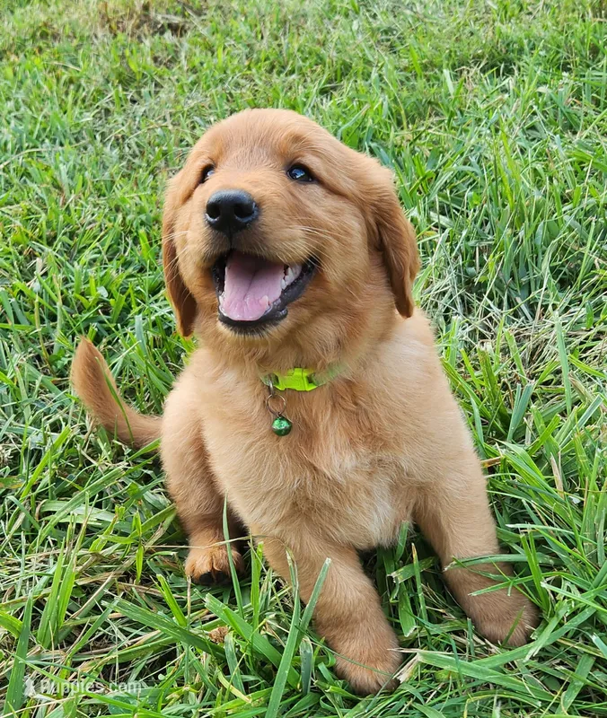 L Green Collar F – Golden Retriever puppy for sale in Blairsville, GA