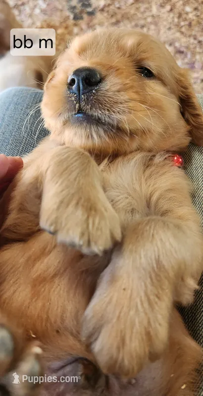 Red Collar (BB) Runt – Golden Retriever puppy for sale in Blairsville, GA