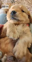 Red Collar (BB) Runt, a male Golden Retriever for sale in Blairsville, GA – 1 of 5