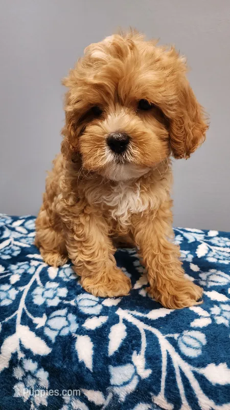 Smores – Cavapoo puppy for sale in Emlenton, PA