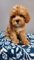 Smores, a male Cavapoo for sale in Emlenton, PA – 1 of 1