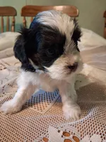 Charlie, a male Cavapoo for sale in Emlenton, PA – 5 of 5