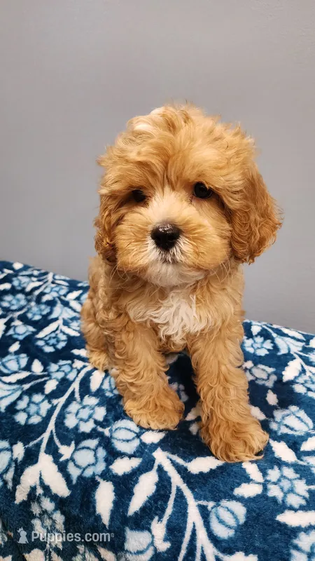 Smorey  – Cavapoo puppy for sale in Emlenton, PA