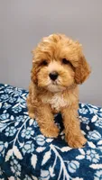 Smorey , a male Cavapoo for sale in Emlenton, PA – 1 of 10