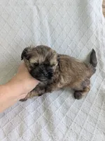 Harry, a male Cavapoo and Shih Tzu for sale in Emlenton, PA – 5 of 6