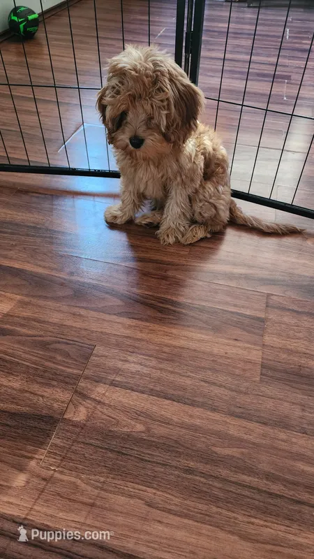 Hershey – Cavapoo puppy for sale in Emlenton, PA