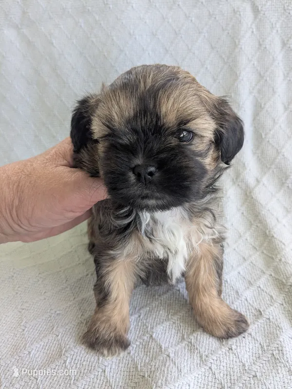Harry – Cavapoo, Shih Tzu puppy for sale in Emlenton, PA