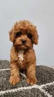 Snuggy, a male Cavapoo for sale in Emlenton, PA – 3 of 10