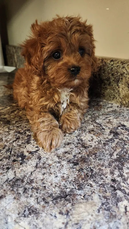 Snuggy – Cavapoo puppy for sale in Emlenton, PA