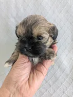 Harry, a male Cavapoo and Shih Tzu for sale in Emlenton, PA – 4 of 6