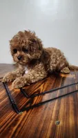 Snuggy, a male Cavapoo for sale in Emlenton, PA – 9 of 10