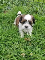 Barlie, a male Shih Tzu for sale in Emlenton, PA – 2 of 2