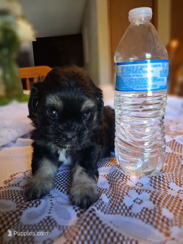 Daisy – Cavapoo, Shih Tzu puppy for sale in Emlenton, PA